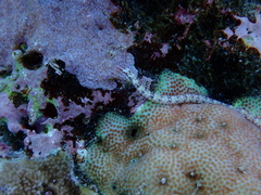 Corythoichthys intestinalis