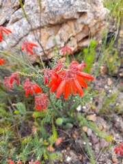 Erica cerinthoides cerinthoides