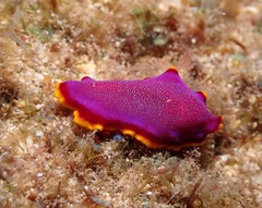 Pseudoceros ferrugineus