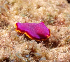 Pseudoceros ferrugineus