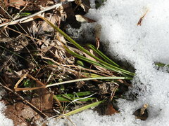 Carex pedunculata