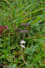 Entoloma sericellum