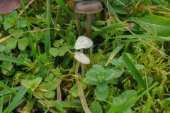 Entoloma sericellum