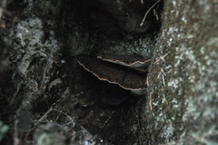 Ischnoderma benzoinum