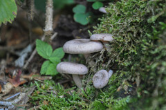 Lactarius glyciosmus