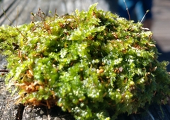 Plagiothecium denticulatum