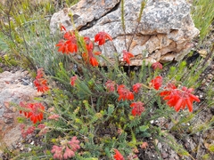 Erica cerinthoides cerinthoides