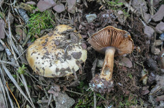 Cortinarius haasii