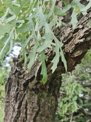 Cussonia paniculata
