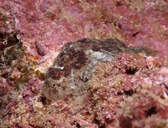 Aseraggodes