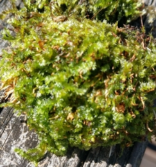 Plagiothecium denticulatum