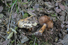 Cortinarius haasii