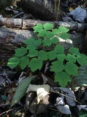 Thalictrum dasycarpum