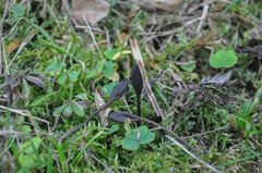 Geoglossum starbaeckii