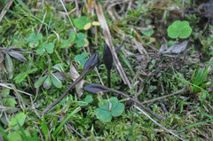 Geoglossum starbaeckii