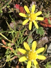 Blennosperma nanum