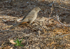Toxostoma crissale