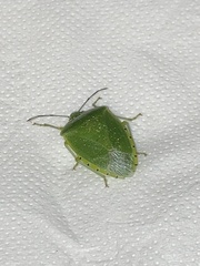 Chinavia pallidoconspersa