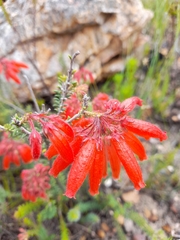 Erica cerinthoides cerinthoides