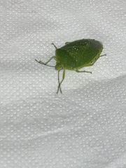 Chinavia pallidoconspersa