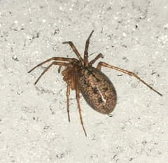 Stemonyphantes lineatus