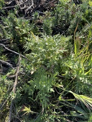 Eucrypta chrysanthemifolia