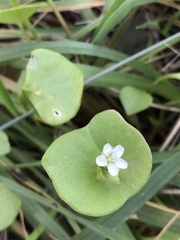 Claytonia perfoliata