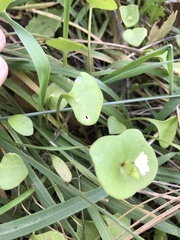 Claytonia perfoliata