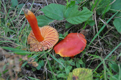 Hygrocybe splendidissima