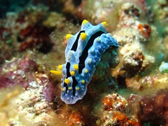 Phyllidia coelestis