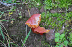 Hygrocybe splendidissima