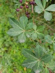 Cissus striata