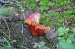 Hygrocybe splendidissima