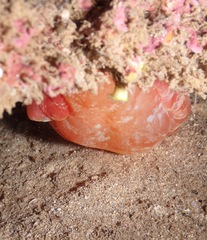 Hexabranchus