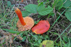 Hygrocybe splendidissima