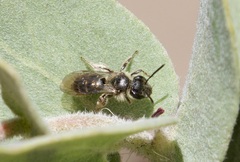Andrena principalis