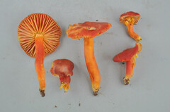 Hygrocybe splendidissima