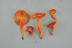 Hygrocybe splendidissima