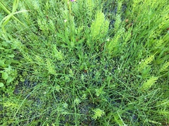 Cardamine holmgrenii