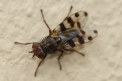 Ceroxys