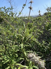Salvia mellifera