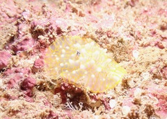 Halgerda terramtuentis