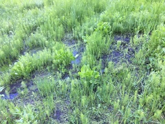 Cardamine holmgrenii