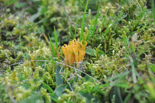 meadow coral fungus