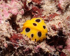 Phyllidia polkadotsa