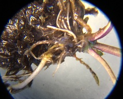 Cardamine holmgrenii