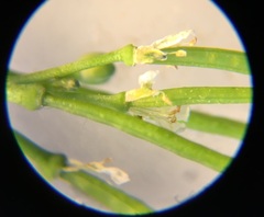 Cardamine holmgrenii