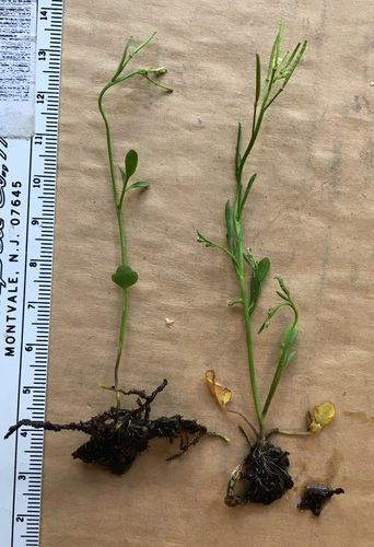 Holmgren's Bittercress (Cardamine holmgrenii)