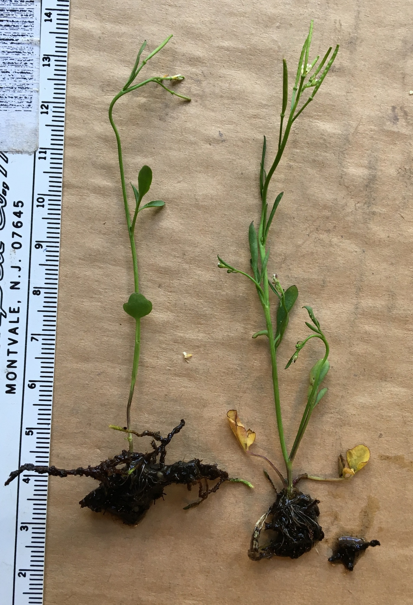 Cardamine holmgrenii