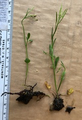 Cardamine holmgrenii